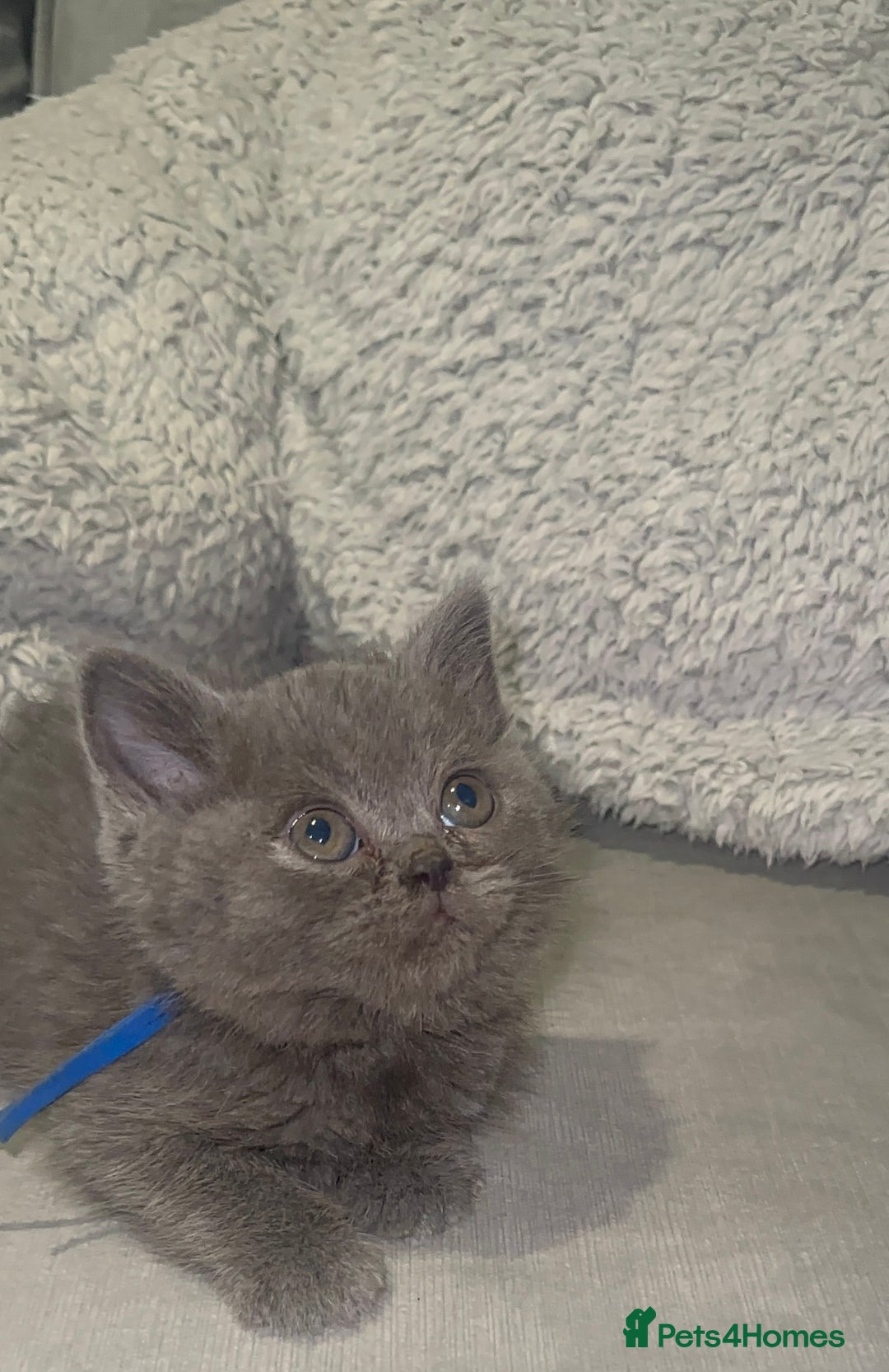 British Shorthair cats for sale: REDUCED!!! Stunning British Short Hair Kittens - Image 21