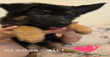 German Shepherd dogs - Advert 2