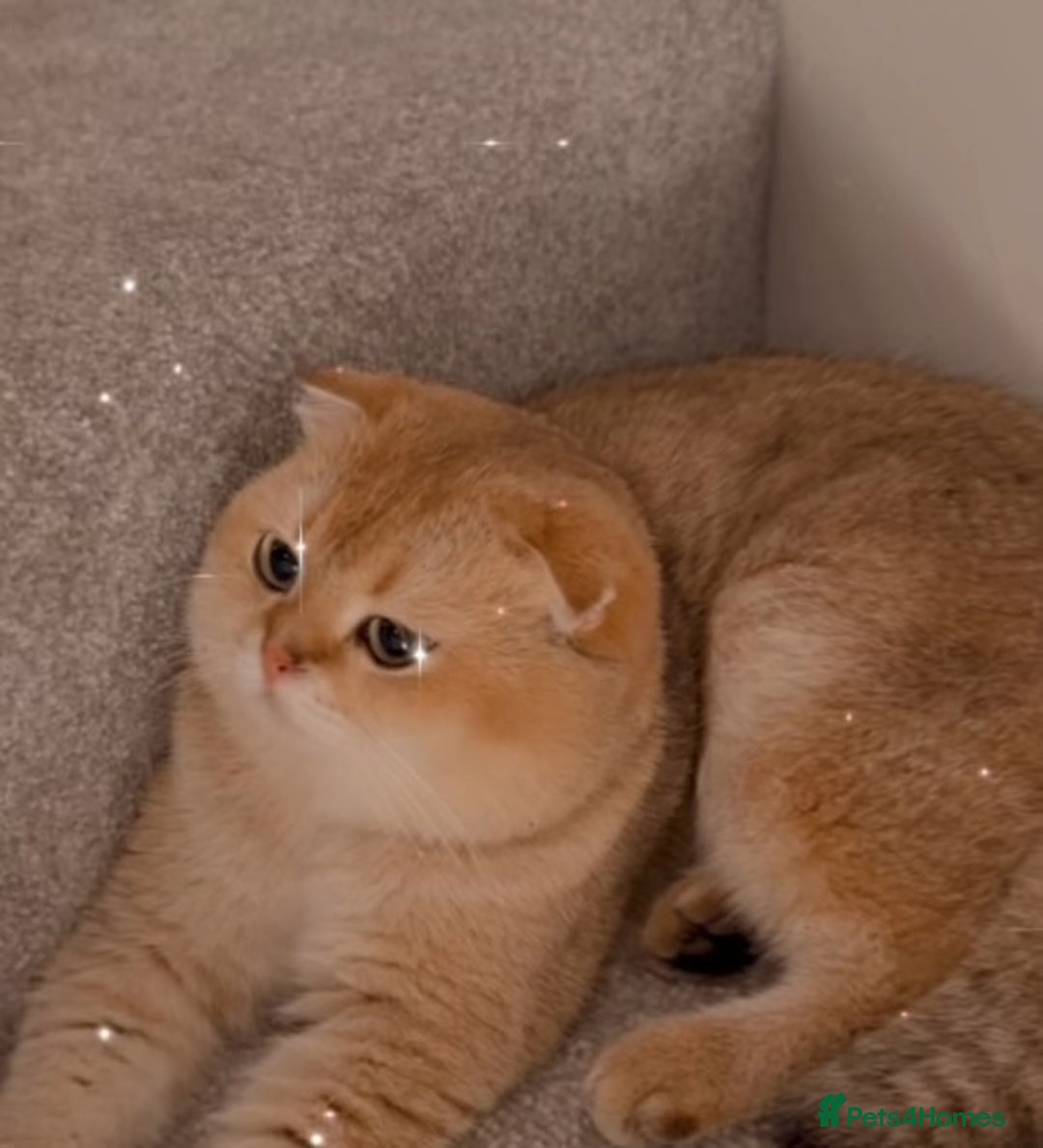 Scottish Fold cats for sale: Pedigree Scottish fold NY12 golden boy - Image 2