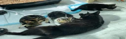 Mixed Breed cats for adoption: Rescue kittens for adoption  - Advert 9