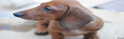 Dachshund dogs for sale: READY NOW Standard smooth haired dachshund  - Advert 8