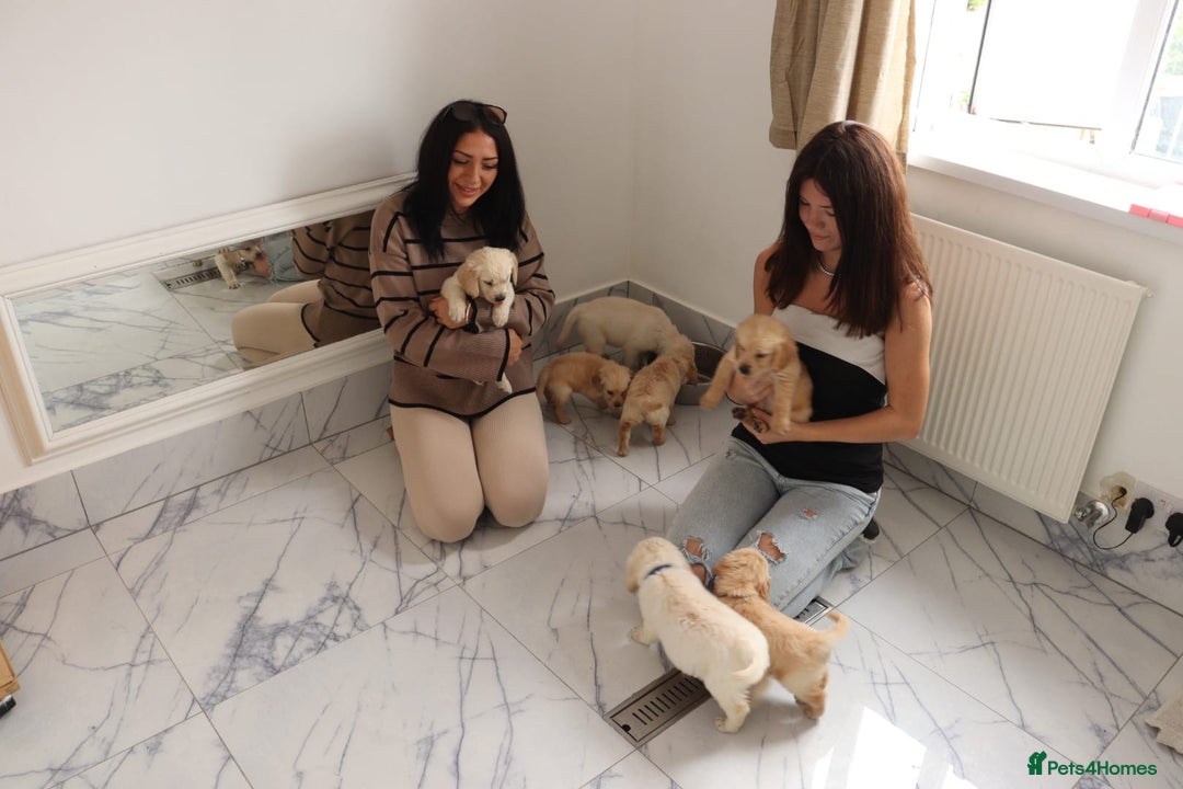 Mixed Breed dogs for sale: Dakota Sport Retriever Puppies ready 01/10/25 - Image 9