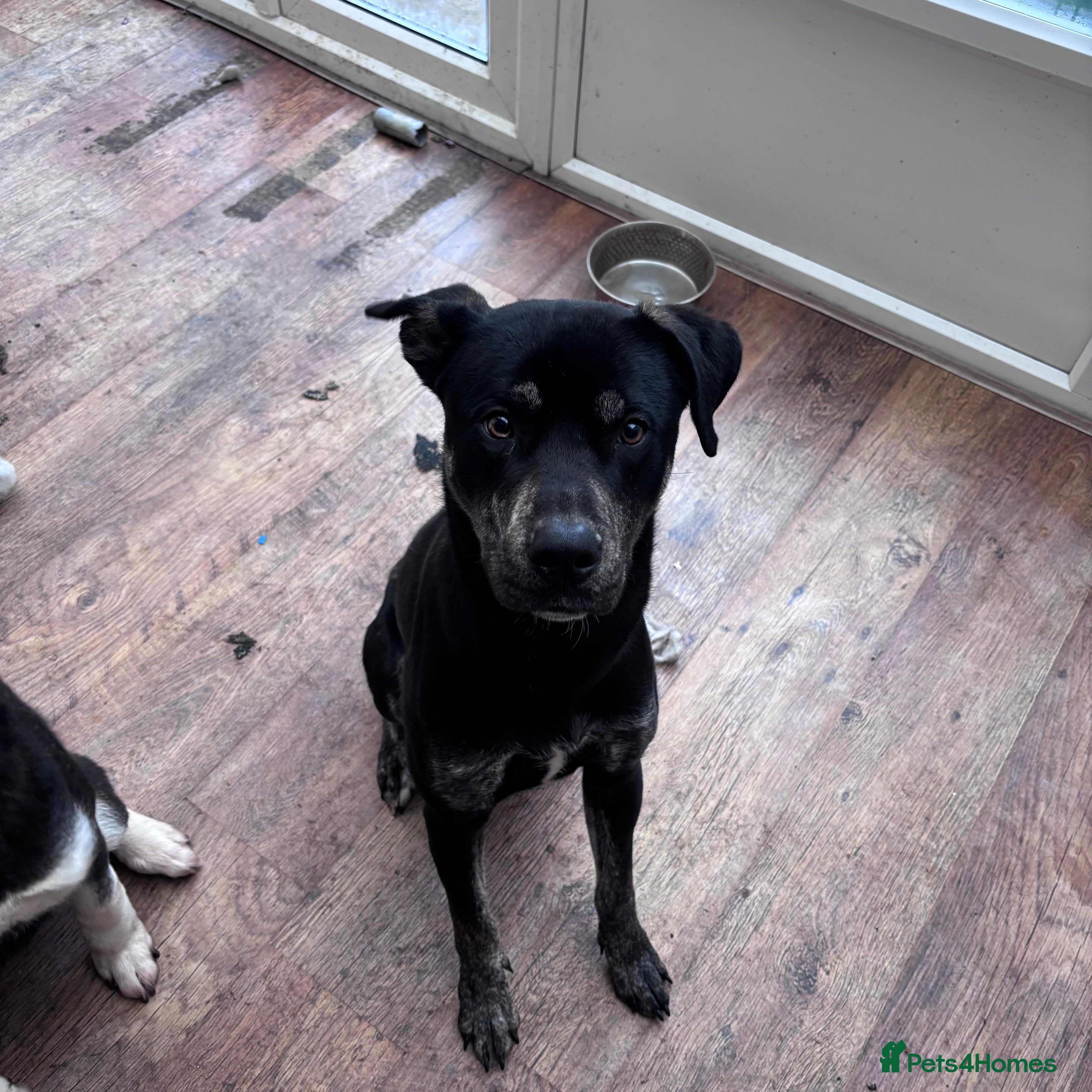 Mixed Breed dogs American Bulldog x Husky *SPIKE* in Wolverhampton - Advert 7