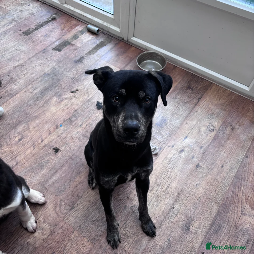 Mixed Breed dogs for sale: American Bulldog x Husky *SPIKE* - Advert 1