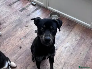 Mixed Breed dogs American Bulldog x Husky *SPIKE* in Wolverhampton - Advert 7