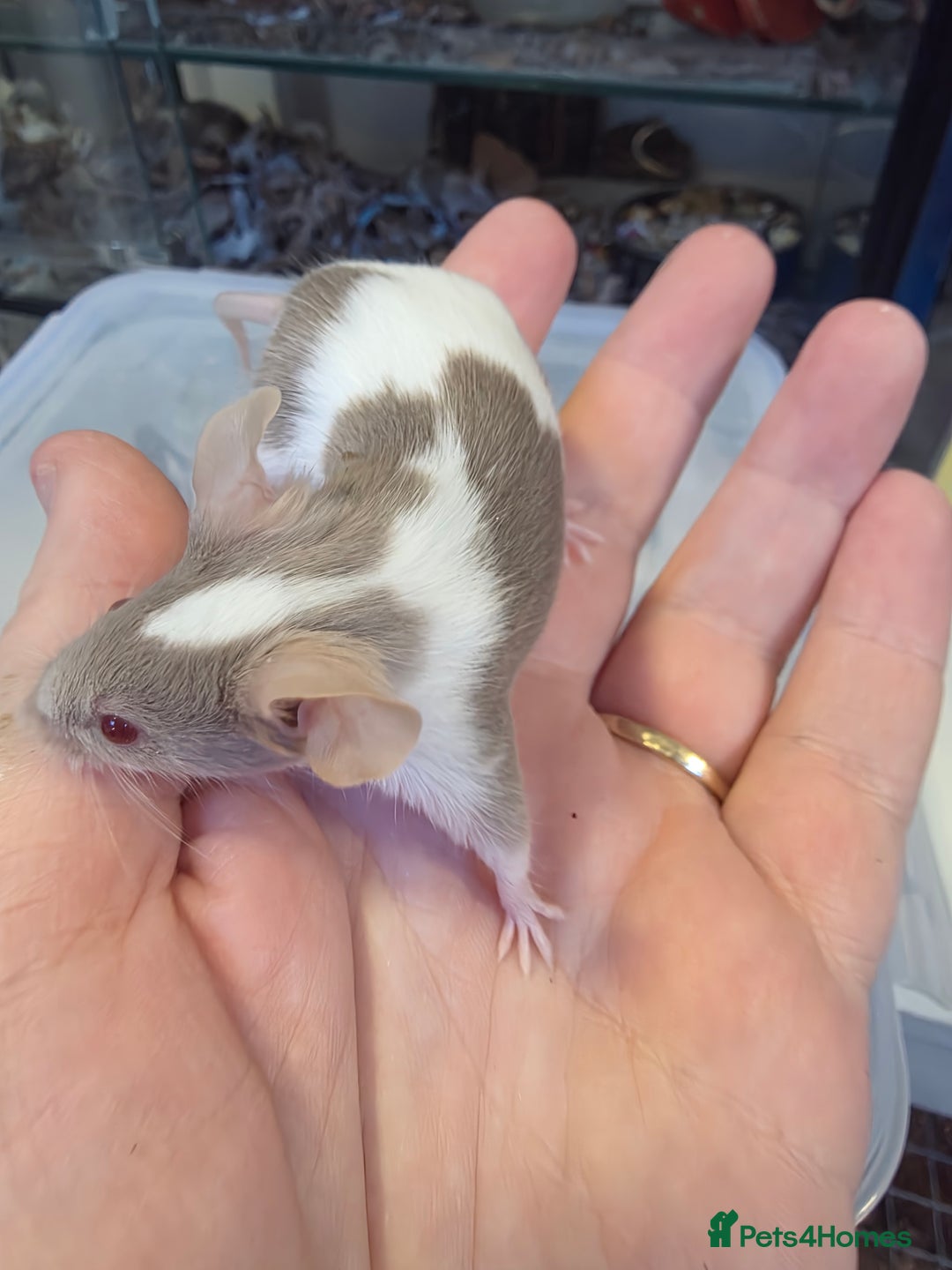 Mouse rodents for sale: Mice, males and females  - Advert 8