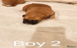 Mixed Breed dogs for sale: German Staffy Litter Available 12/10/25 - Image 13