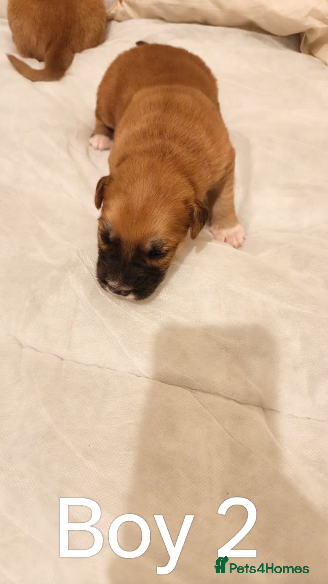 Mixed Breed dogs for sale: German Staffy Litter Available 12/10/25 - Image 13