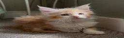 Maine Coon cats for sale: Maine Coon Kittens can be TICA reg  in Dorking - Advert 9