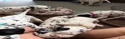 Dalmatian dogs for sale: A Symphony of Spots & Sweetness–Dalmatian Puppies in Oxford - Advert 11