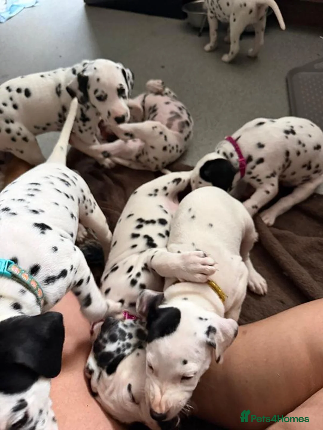 Dalmatian dogs for sale: A Symphony of Spots & Sweetness–Dalmatian Puppies in Oxford - Advert 11