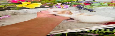 Piebald Girl 