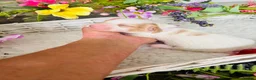 Miniature Dachshund dogs for sale: Piebald Minature Longhair  - Advert 15