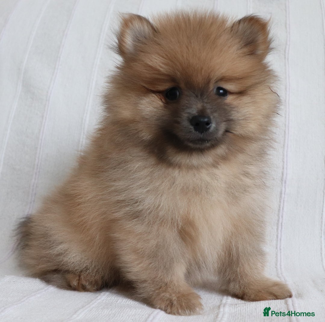 Pomeranian dogs for sale: Purebred Pomeranian Pups Raised with Love in LDN - Image 19