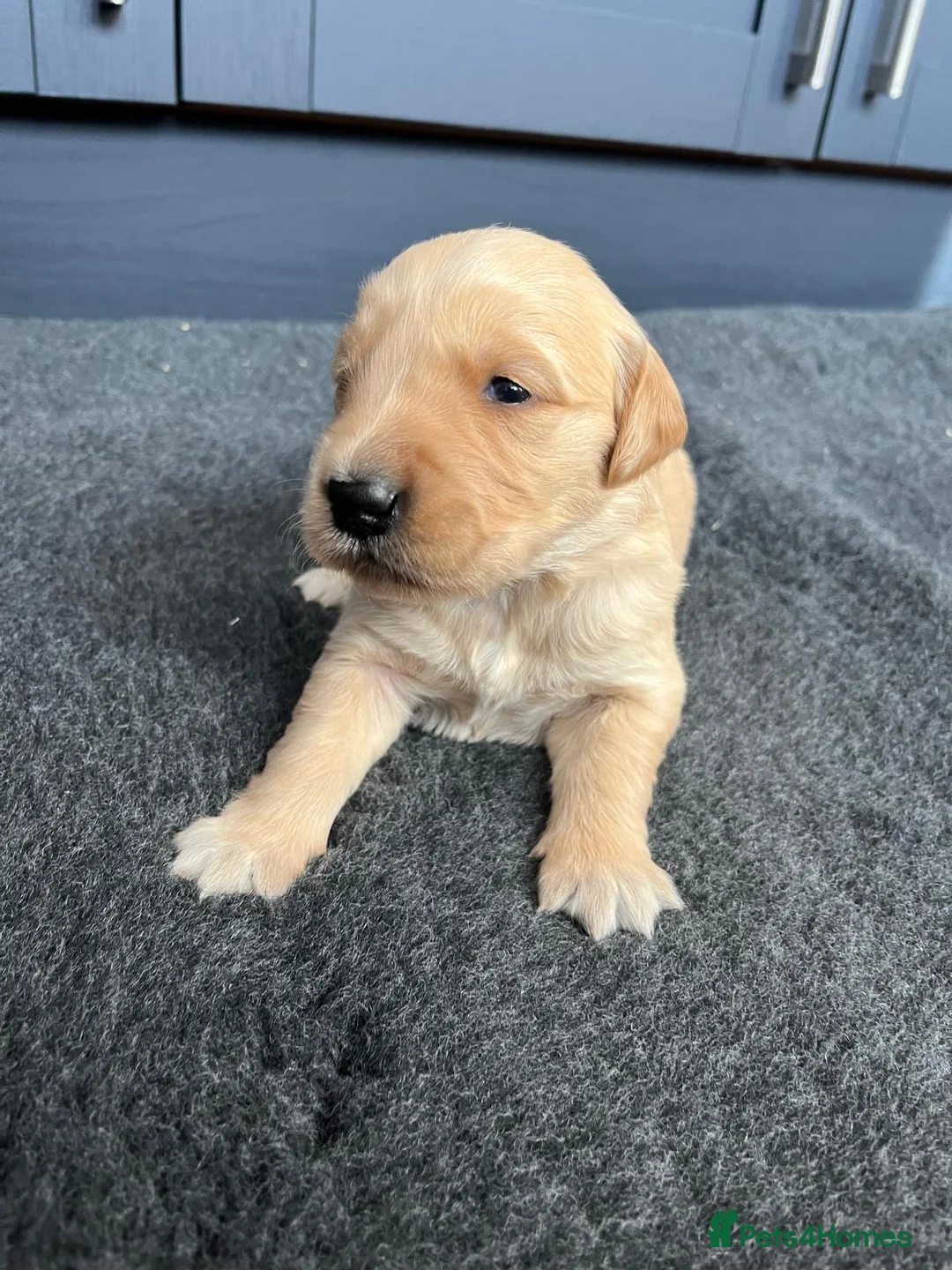 Golden Retriever dogs for sale: Kennel Club Health Tested Golden Retriever Puppies - Advert 17