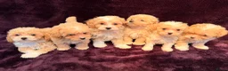 Maltipoo dogs for sale: 💙Maltipoo F1💜 in Hornchurch - Advert 7