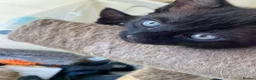 Mixed Breed cats for sale: 3 black kittens - Advert 4