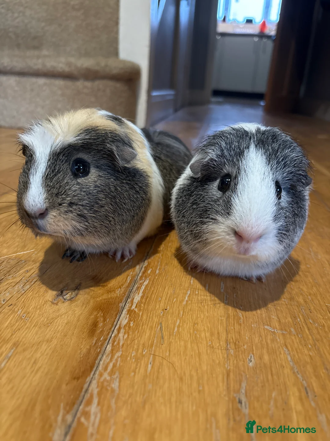 Guinea Pig rodents for sale: 2 Male bonded guinea pigs  - Advert 3
