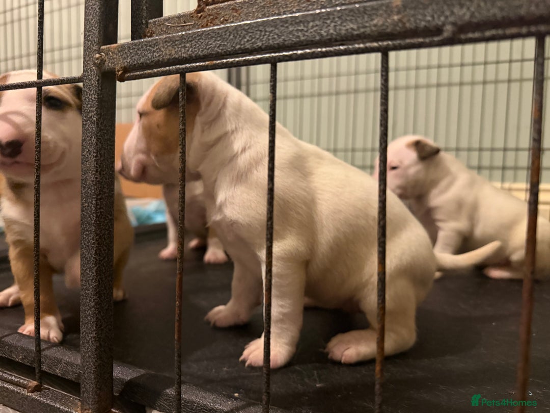 English Bull Terrier dogs for sale: English bull terriers 5 girls  - Advert 10
