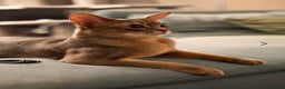 Abyssinian cats for sale: Loving Home Wanted for Our Abyssinian Boy, Yoda - Advert 3