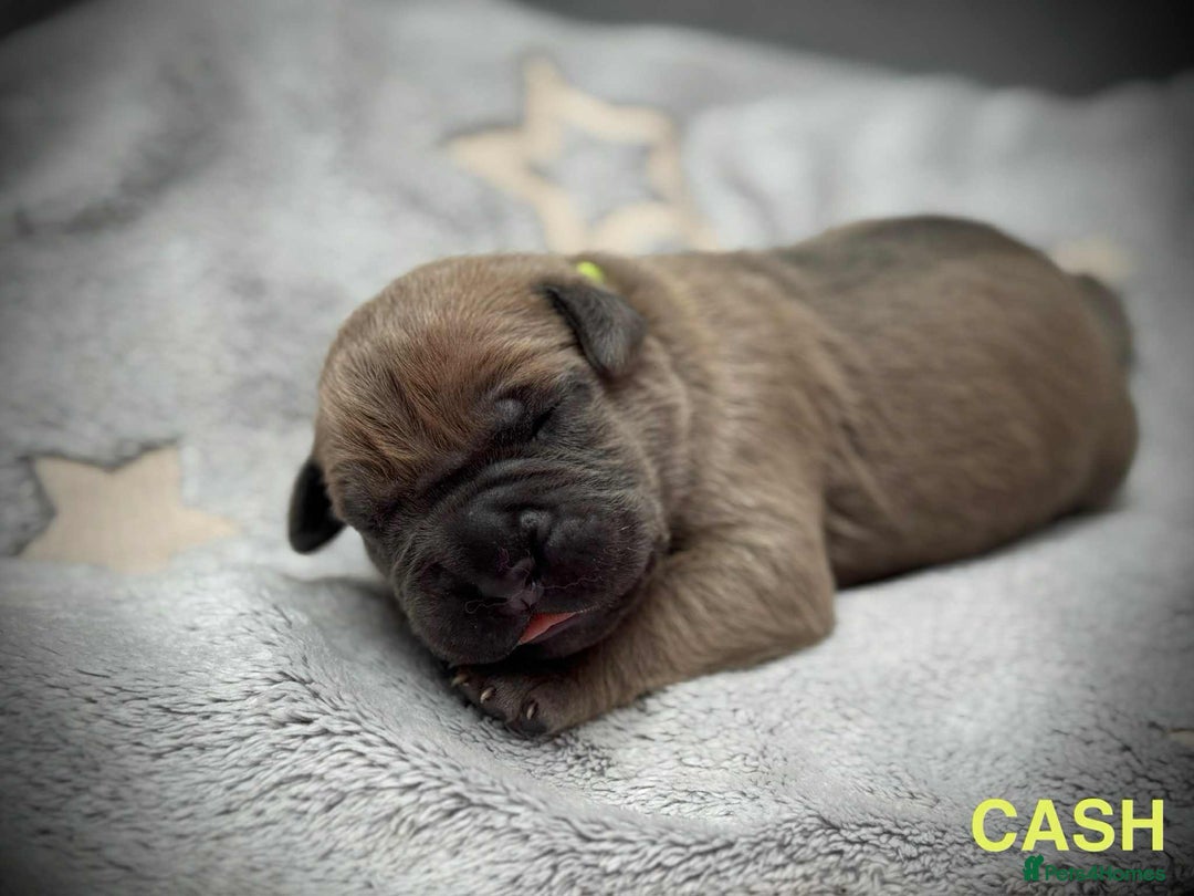 Cane Corso dogs for sale: 🐾✨ PatoSquad Kennel FCI Puppies ✨🐾 - Image 18