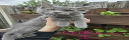 Maine Coon cats for sale: GCCF Blue Maine Coon litter ready to go - Advert 5