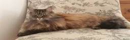 Mixed Breed cats for sale: Family of 5 Hairy Magical Mainecoon/Ragdoll Mix - Advert 4