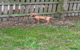 Hungarian Vizsla dogs for sale: PEDIGREE VIZSLA PUPS HIP & ELBOW TESTED PARENTS   - Image 22