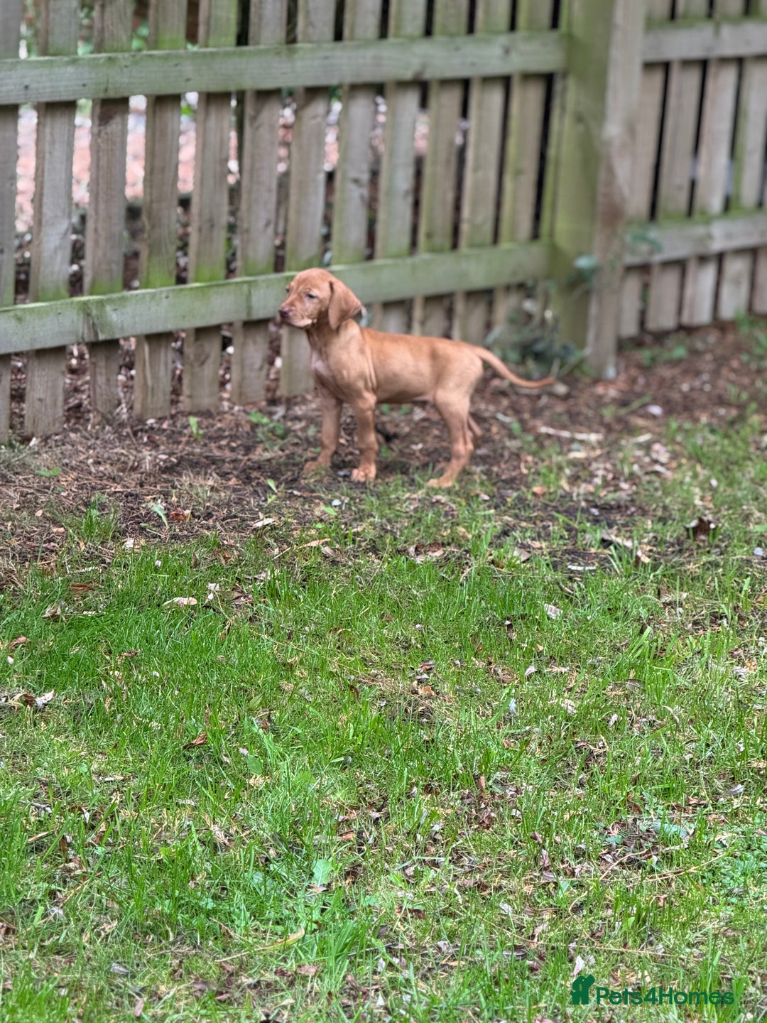 Hungarian Vizsla dogs for sale: PEDIGREE VIZSLA PUPS HIP & ELBOW TESTED PARENTS   - Image 22