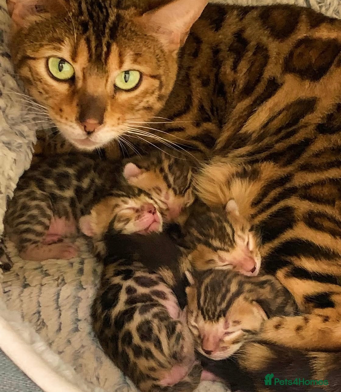 Bengal cats Best Bengal kittens in the U.K.  - Advert 1
