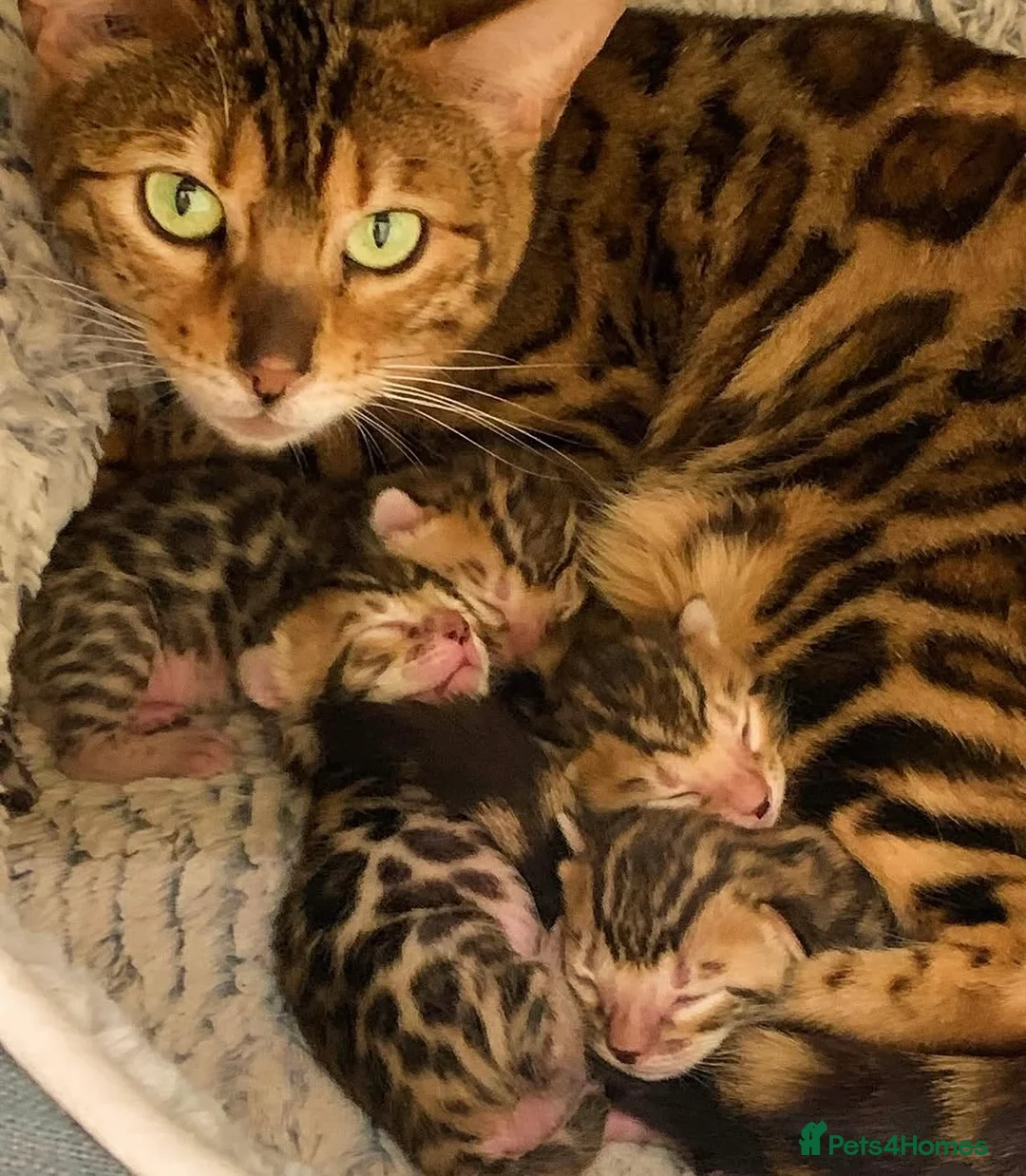 Bengal cats for sale: Best Bengal kittens in the U.K.  - Advert 1