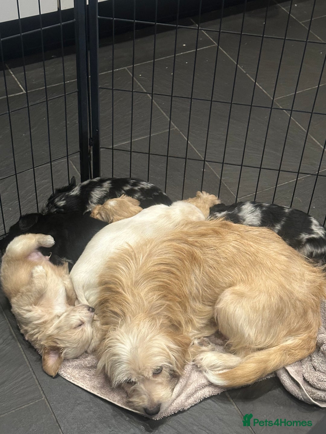 Mixed Breed dogs for sale: Cavapoo Beagle x Miniature Poodle  - Advert 12
