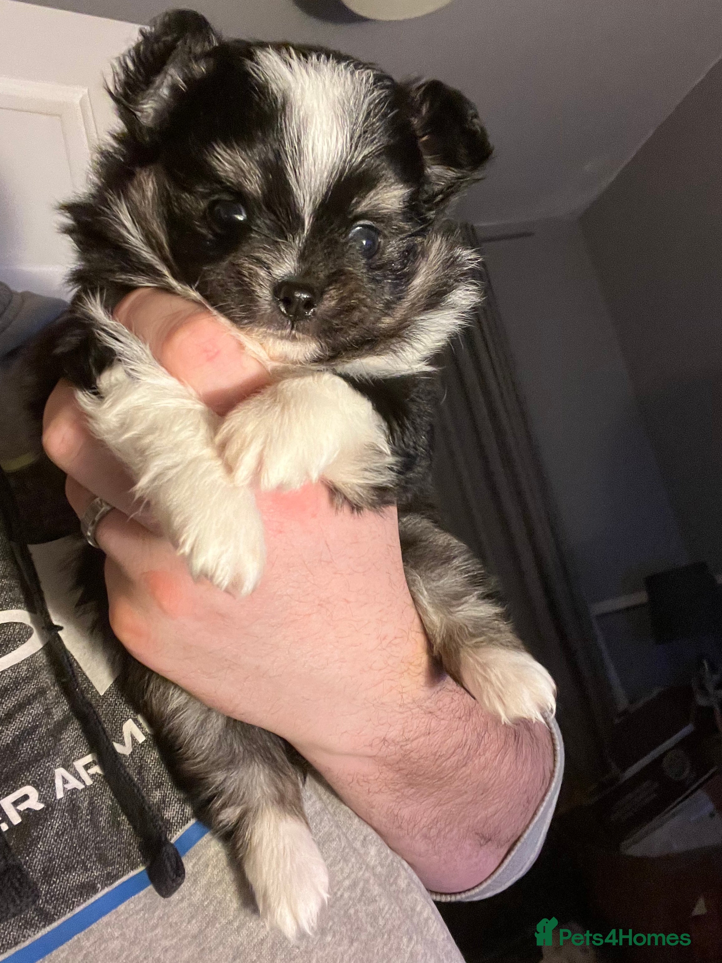 Chihuahua dogs Handsome Pomchi Boy - Advert 2