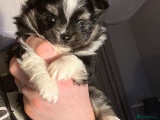 Chihuahua dogs Handsome Pomchi Boy - Advert 2