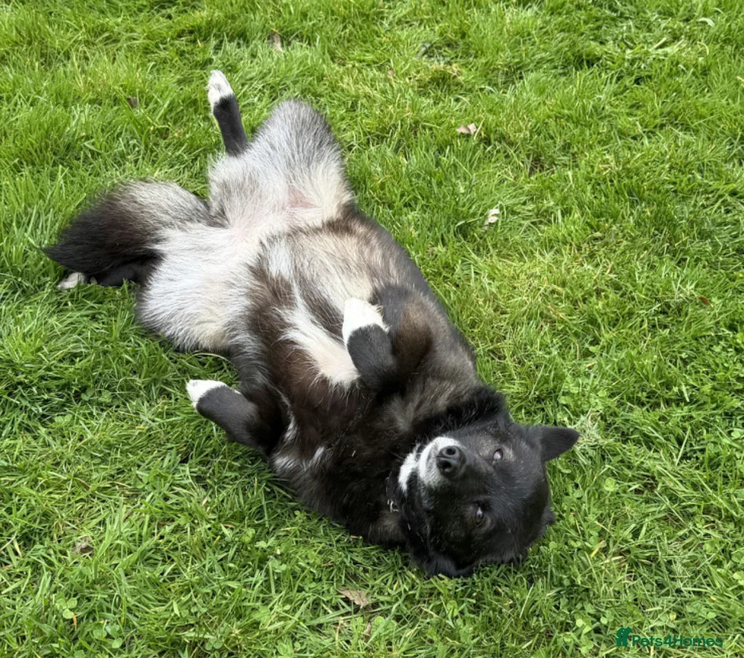 German Shepherd dogs for adoption: 🐾 WENDY – very affectionate and gentle female - Advert 1