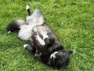 German Shepherd dogs 🐾 WENDY – very affectionate and gentle female - Advert 3