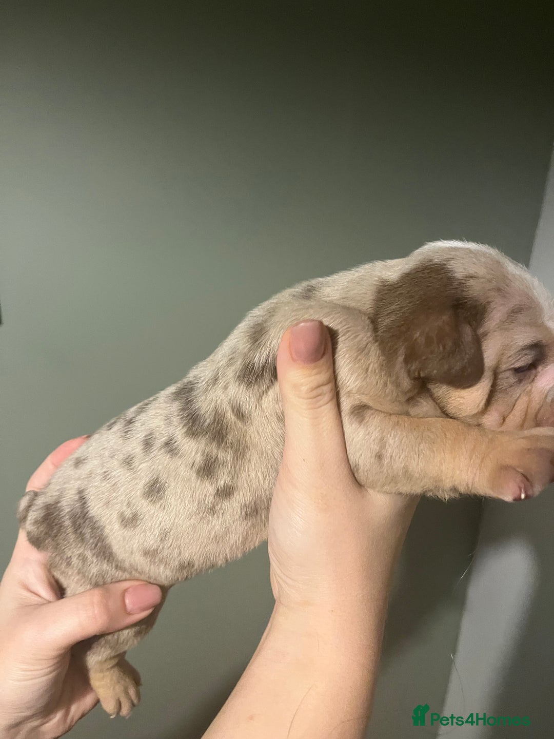 Olde English Bulldogge dogs for sale: Old English bulldog  - Advert 9