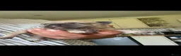 French Bulldog dogs for stud: 🐶 PEDRO– PROVEN LILAC FAWN FRENCH BULLDOG STUD 🐶 - Advert 11