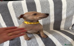 Italian Greyhound dogs for sale: Beautiful Italian Greyhound puppies - Image 14