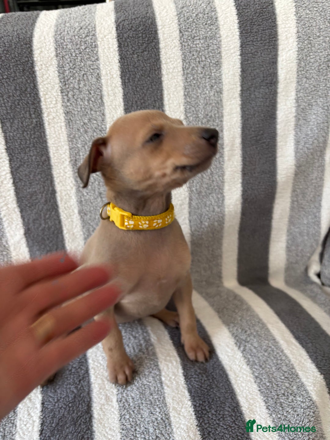 Italian Greyhound dogs for sale: Beautiful Italian Greyhound puppies - Image 14