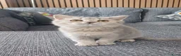 Scottish Fold cats for sale: Affectionate Lovable Scottish Babies - Advert 4