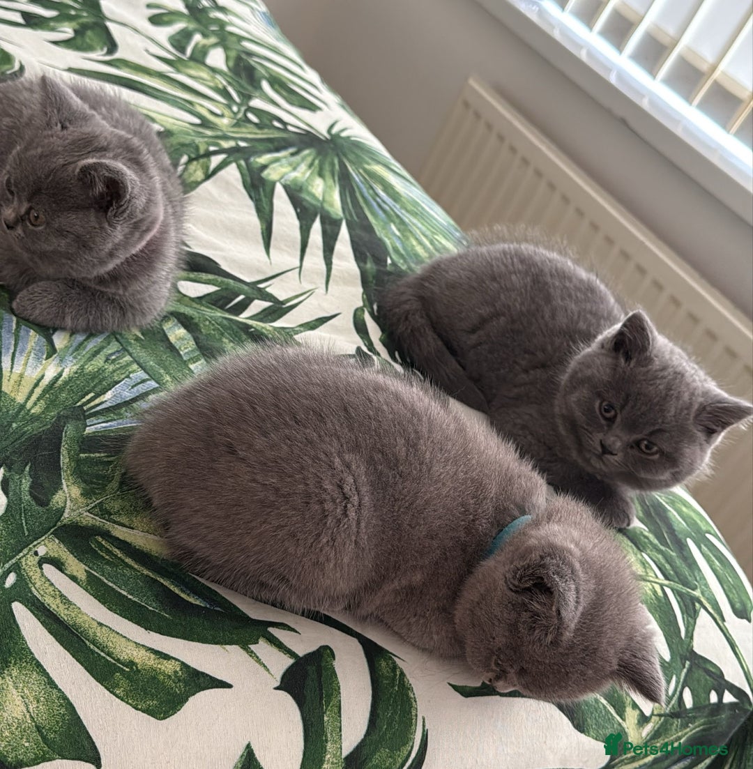 British Shorthair cats for sale: British shorthair kitten for sale  - Advert 6