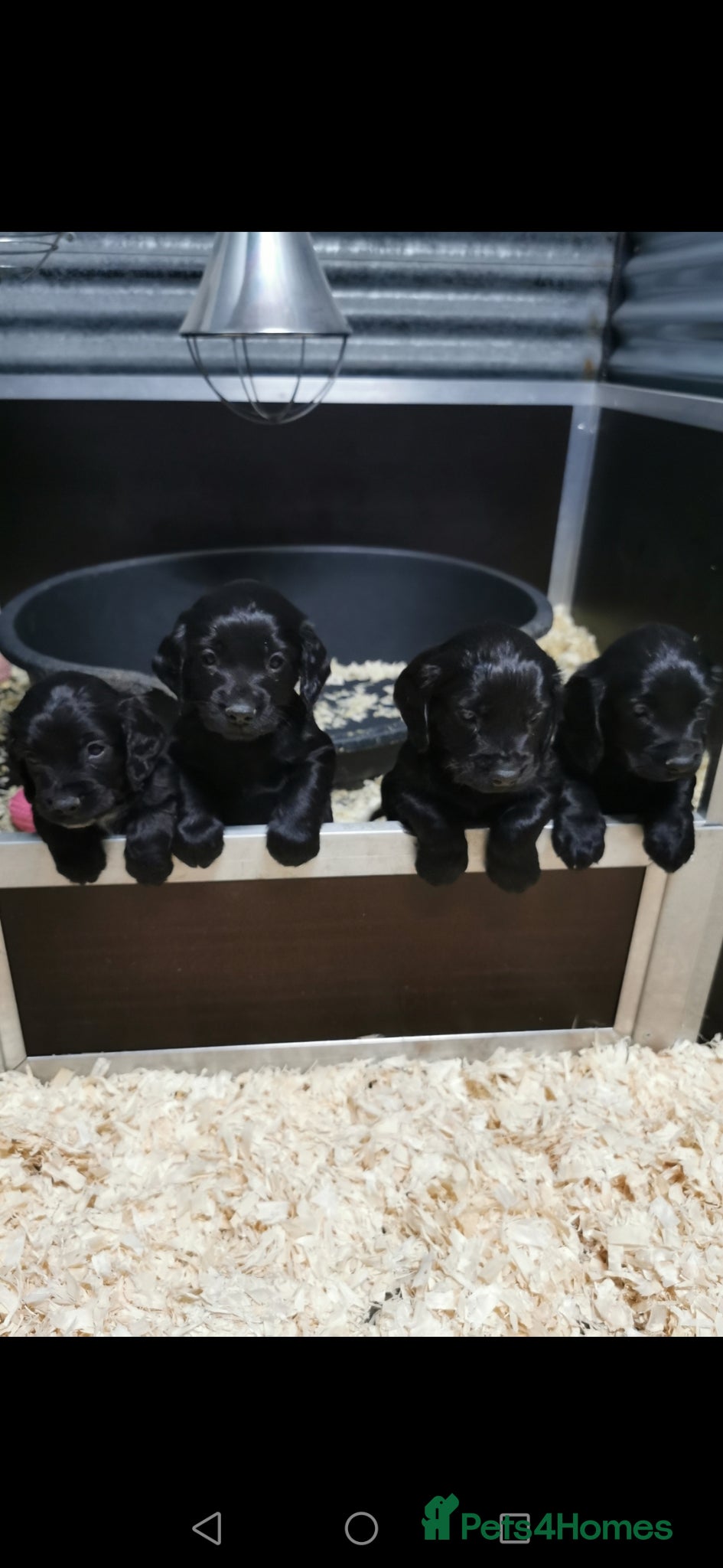 Cocker Spaniel dogs Black Cocker Spaniel Pups  - Advert 1