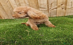 Toy Poodle dogs for sale: Beautiful toy poodle - Image 3