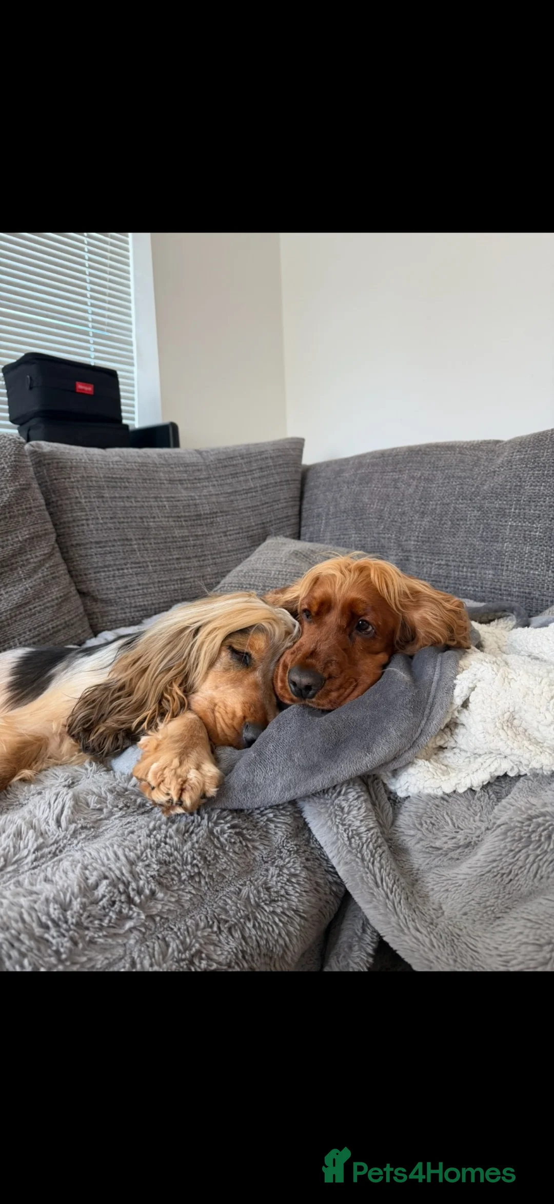 Cocker Spaniel dogs for sale: Beautiful cocker spaniels  - Advert 2
