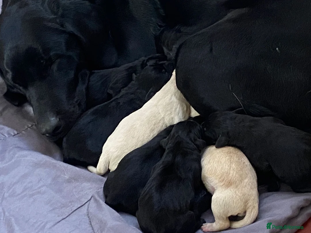 Labrador Retriever dogs for sale: Lovely Labrador puppies  in Bourne - Advert 20