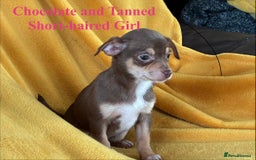 Chihuahua dogs for sale: Beautiful Chihuahua Puppies For Sale - Advert 13
