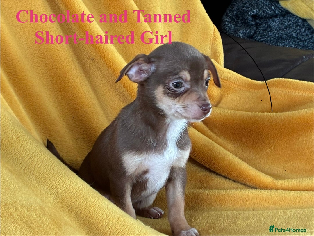 Chihuahua dogs for sale: Beautiful Chihuahua Puppies For Sale - Advert 13