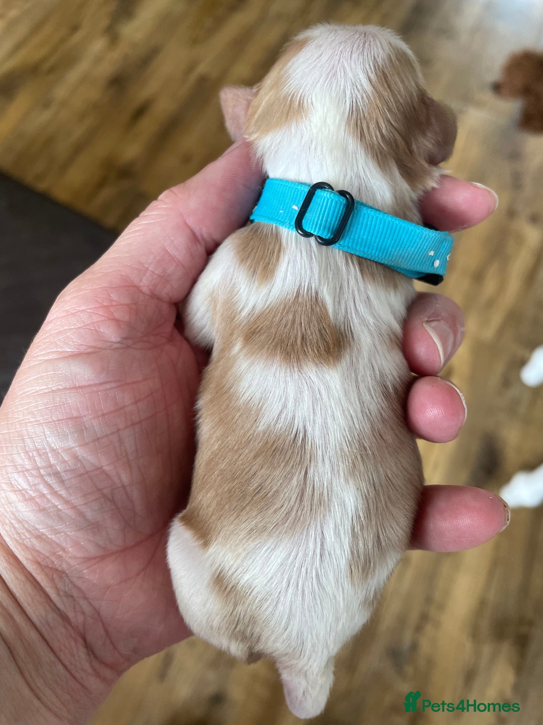 Cavalier King Charles Spaniel dogs for sale: Cavalier King Charles spaniel  - Image 19