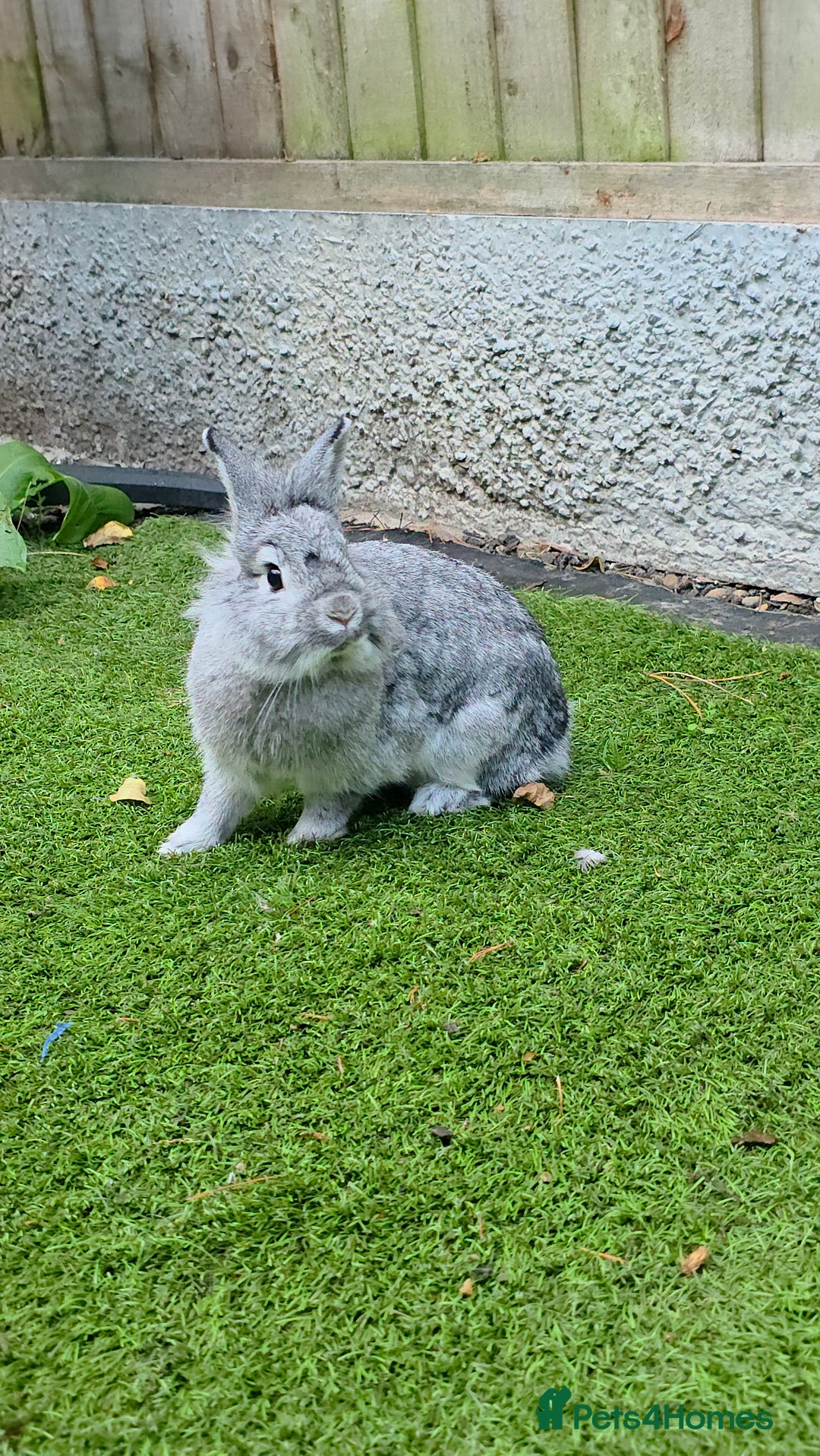 Dwarf Lop rabbits for sale: Bunny  - Advert 3